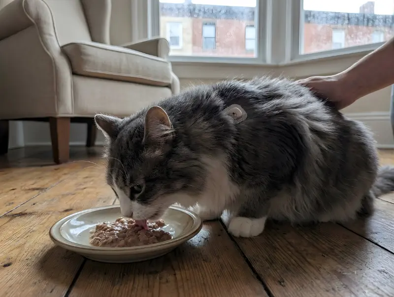 Best low-carb wet cat food for diabetic cats to manage blood sugar levels