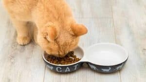 Should You Feed Your Cat Dry Food?